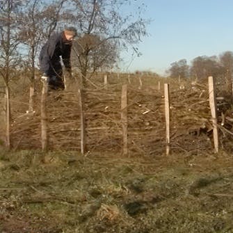 risstaket råttor risstaket råttor